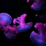 《勇士的荣耀》全球格斗大赛全程高清视频直播 f2mz3pjn9